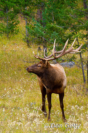 Elk_MG_8825