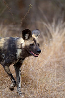 Dog, African Wild