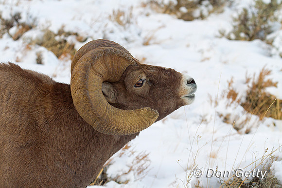 Bighorn Sheep