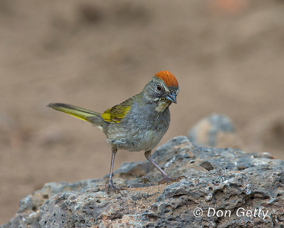 Green-tailed Towhee, Pipilo chlorurus