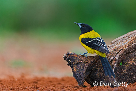 Audubon's Oriole, Icterus graduacauda,