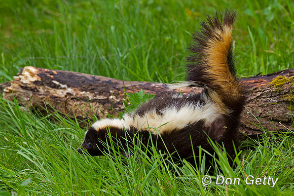 Skunk, Mephitis mephitis