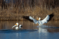 American White Pelican