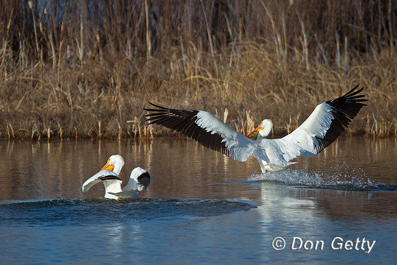 American White Pelican
