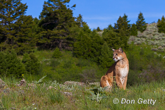 Mountain Lion, Cougar