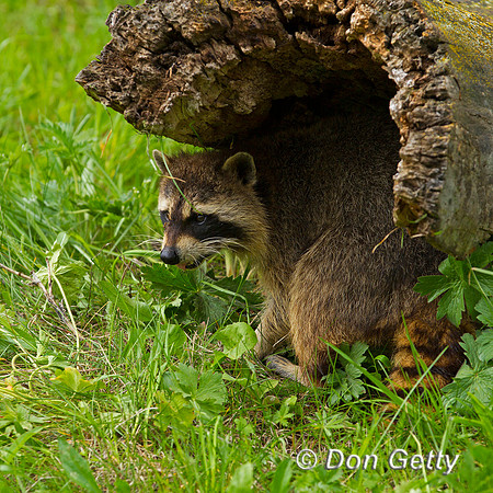 Raccoon