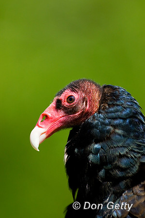 Vulture_T_D4B7609