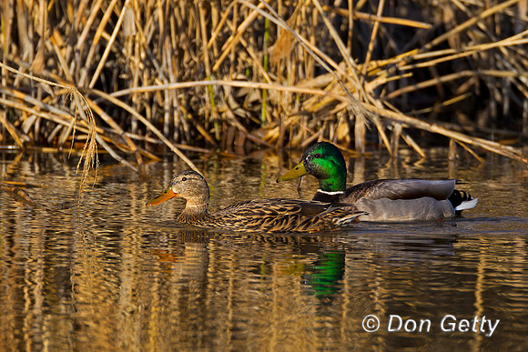 Mallard,Anas platyrhynchos,