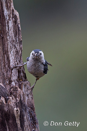 Sitta carolinensis, White-breasted Nuthatch
