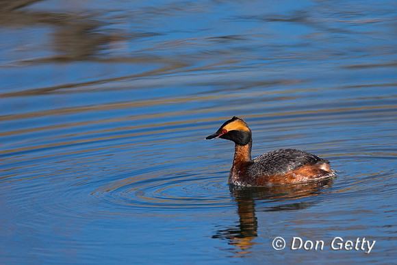 Horned Grebe