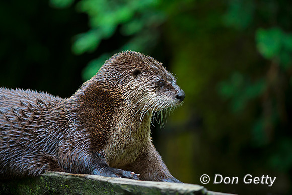 River Otter, Lontra canadensis