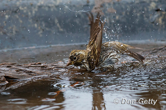 Cassin's Finch, Haemorhous cassinii