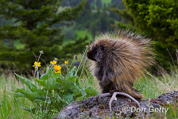 Porcupine