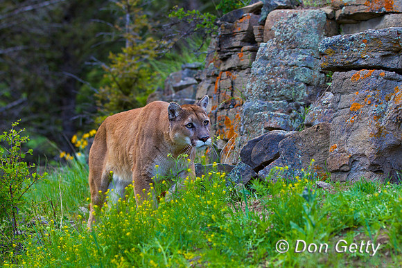 Mt_Lion_Z2F9395