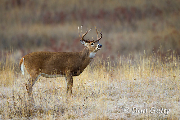 Deer_WtTl_Z2F0611