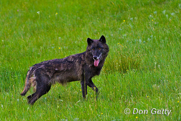 Canis lupus, wolf