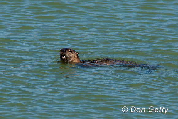 Otter_River_D4B8282