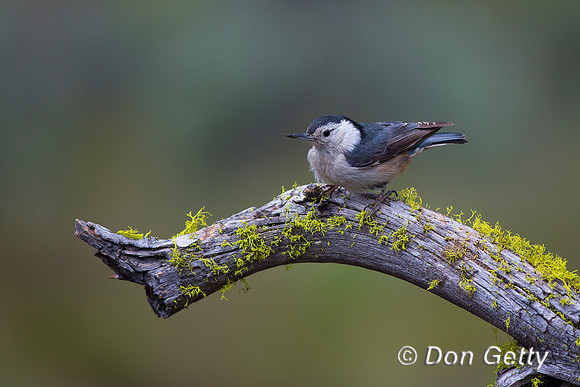 Sitta carolinensis, White-breasted Nuthatch
