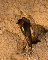 Cliff Swallow