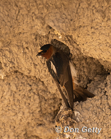 Cliff Swallow