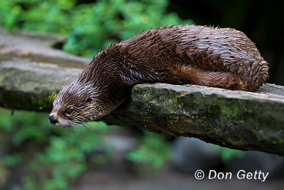 River Otter, Lontra canadensis