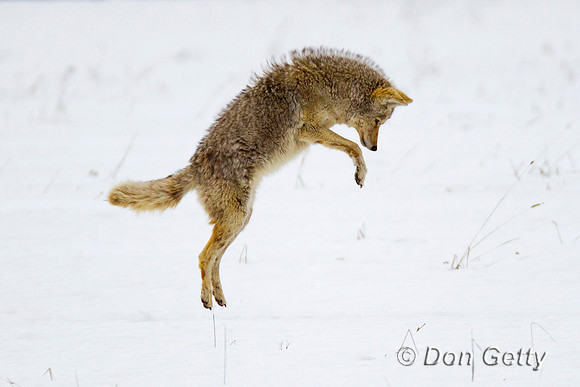 "Canis latrans", Coyote, "Grand Teton National Park", Wyoming