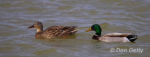 Mallard,Anas platyrhynchos,