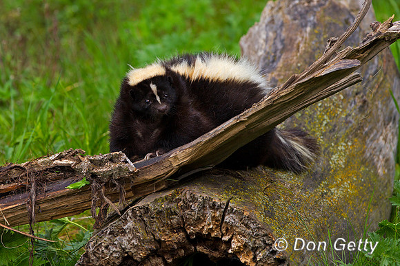 Skunk, Mephitis mephitis