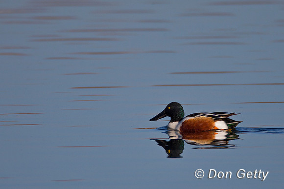 Northern Shoveler