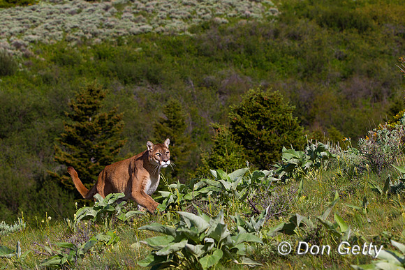 Mountain Lion, Cougar