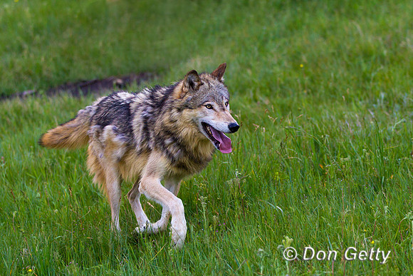 Canis lupus, wolf