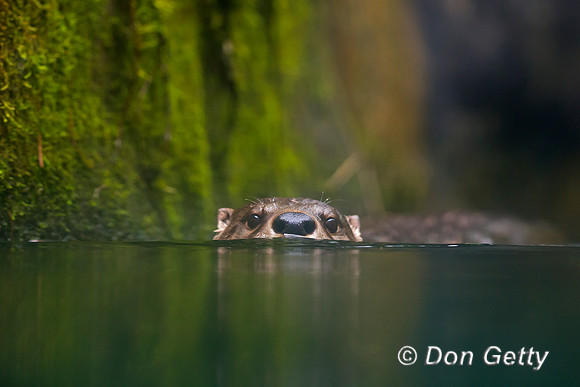 River Otter, Lontra canadensis