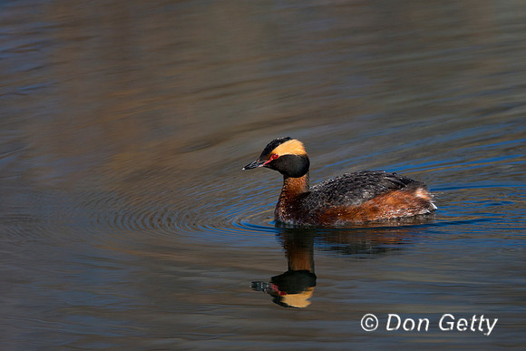 Horned Grebe