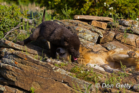 Wolf, Canis lupus, pup