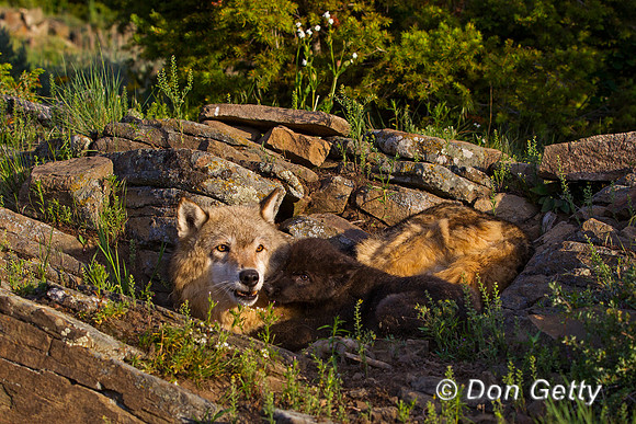 Wolf, Canis lupus, pup