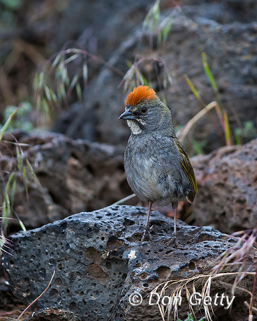 Green-tailed Towhee, Pipilo chlorurus