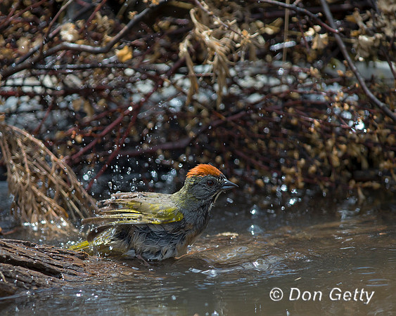 Green-tailed Towhee, Pipilo chlorurus