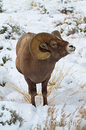 Bighorn Sheep