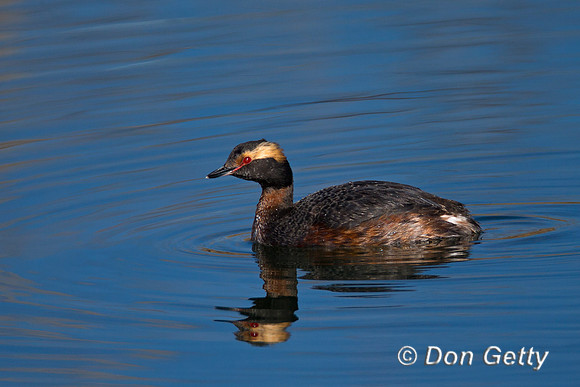 Horned Grebe