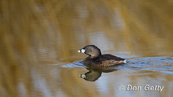 Pied-billed Grebe, Podilymbus podiceps