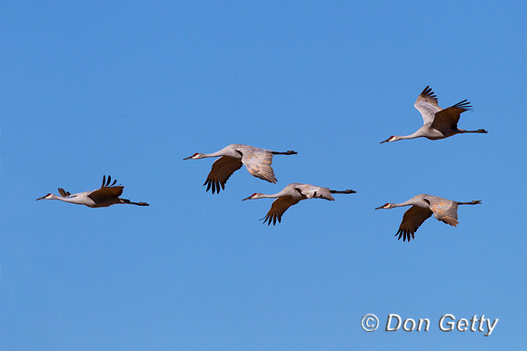Sandhill Crane