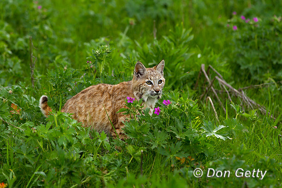 Bobcat, Lynx rufus,