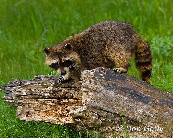 Raccoon