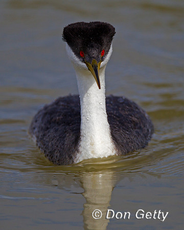 Western Grebe, Aechmophorus occidentalis