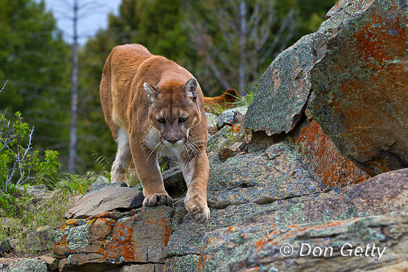 Mt_Lion_Z2F9420