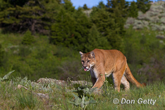 Mountain Lion, Cougar