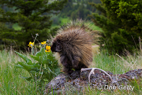 Porcupine
