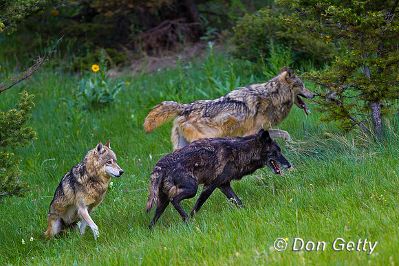 Canis lupus, wolf