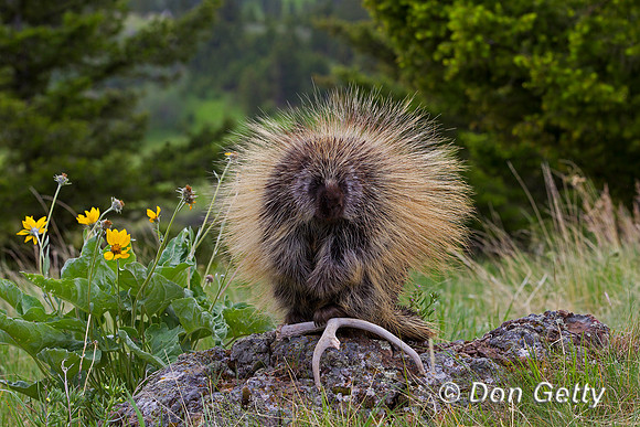 Porcupine