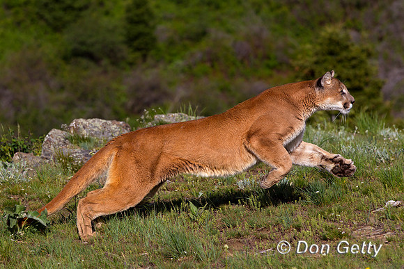 Mountain Lion, Cougar